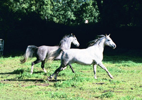 (L to R) Klinta Mofeida (by Silvern Idyll) with her dam, Klinta Azmaa (Indian Reflection x Star Bint Aurora). Klinta Mofeida died September 2002. Article originally published online here at Crabbet.com