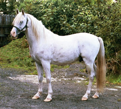 Klinta Nader (Indian Reflection x Sapphire Star by Akhbar), sadly put donwn September 2002 due to colic. A foal by Nader out of Grey Sparkle was expected May 2003. Article originally published here online at Crabbet.com
