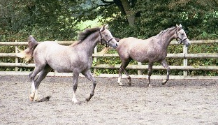 L to R: The Imad fillies, La Cascada (x Carillion) and Saranzo (Sarafina), trot in unison. Georgia Cheer photo. Article originally published online here at Crabbet.com