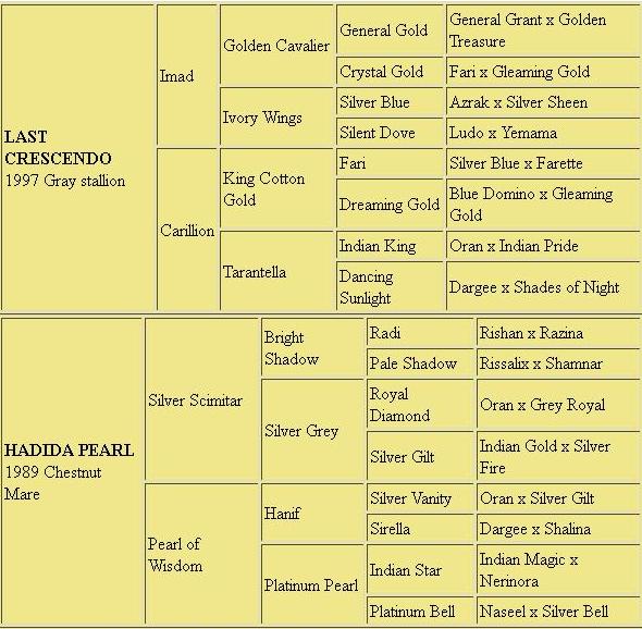 Pedigrees for the Templars Stud Arabians, Last Crescendo (1997 Gray Stallion by Imad and out of Carillion) and Hadida Pearl (1989 chestnut mare by Silver Scimitar and out of Pearl of Wisdom)