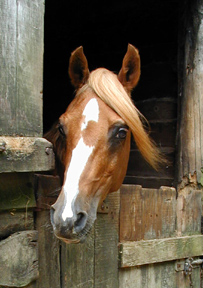 The Prince of Orange headstudy. Article originally published here online at Crabbet.com