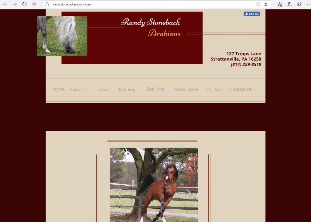 Randy Stoneback Arabians. Breeding high percentage Crabbet & CMK Arabians, from Azraff/Ferzon bloodlines.