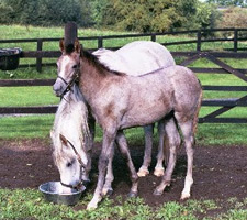 2000 colt Sharif (Shabakka x Star Solitaire), a full sibling was expected May 2003. Article originally published here online at Crabbet.com