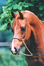 Sumadi (Imad x Subaiha) Arabian mare at Highland Stud. Article originally published online here at Crabbet.com