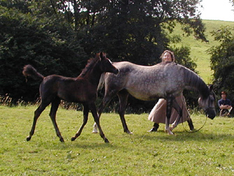 The mare, Winter Persephone (Shapoor x Grey WOod Nymph - British National Champion) herself a Res. Champion Foal at Haywood with her Shaka filly. 