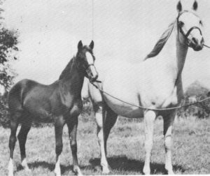 Risira and her filly foal, Nerina (by Rissalix) at 1950 Cheltenham Show.