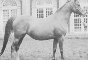 Risslina (Rafeef x Rissla) 1926 chestnut mare. Photo from the Crabbet Arabians by Cecil Covey.