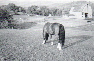 DeKojack on the hill at Cold Knob Farm.