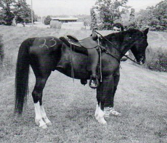 DeKojack at Cold Knob Farm.