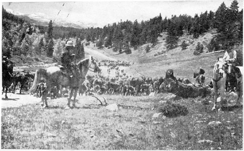 Arabians at work at the Lazy VV ranch.