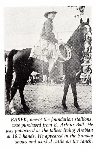 Barek Arabian stallion at Van Vleet Ranch.