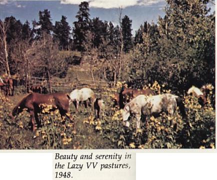 Beauty and serenity of the Lazy VV fields with horses grazing.