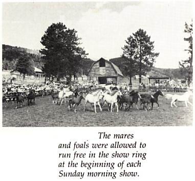 Mares and foals of the Lazy VV ranch in the show ring.