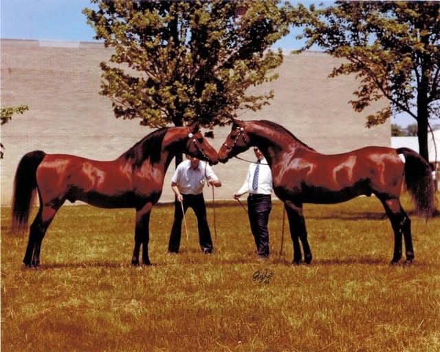 Winraff++ on the left with Overlook Farwa on the right.