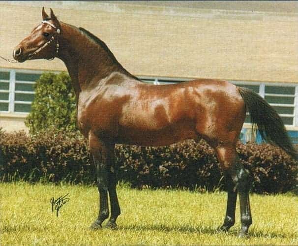 Winraff++ 1970 bay Arabian stallion