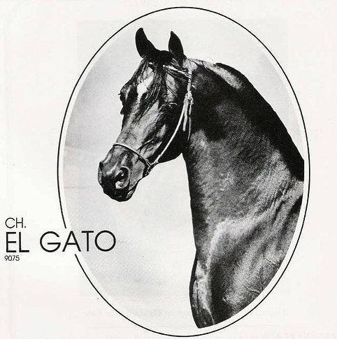El Gato headshot