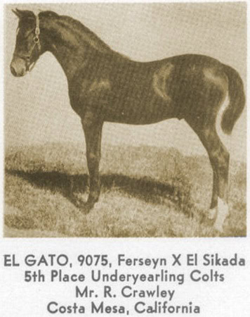 El Gato as a colt.