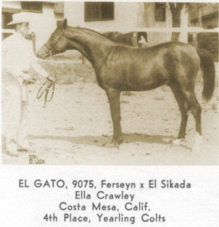 El Gato as a yearling colt.
