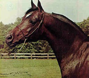 El Gato at Lewsifield Arabains, photo by Paul K. White