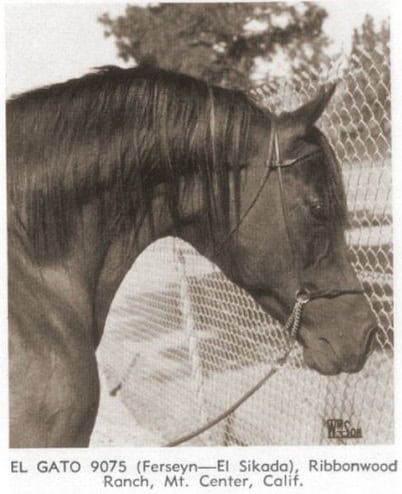 El Gato at Ribbonwood Ranch