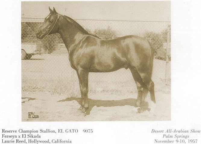 El Gato, 1957 Arabian Horse Yearbook