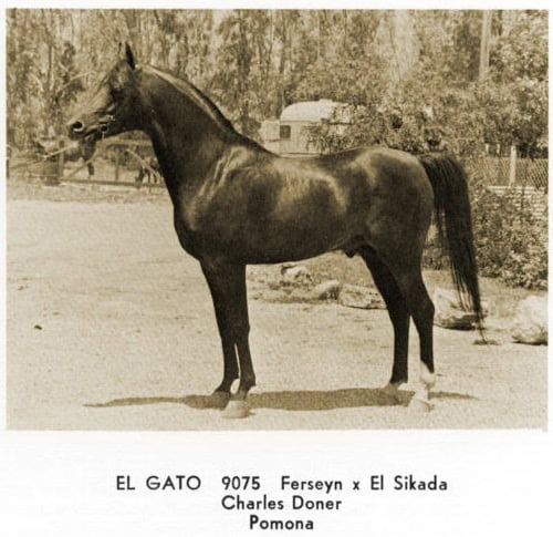 El Gato, 1960 while at Elsinore Arabians with Charles Doner