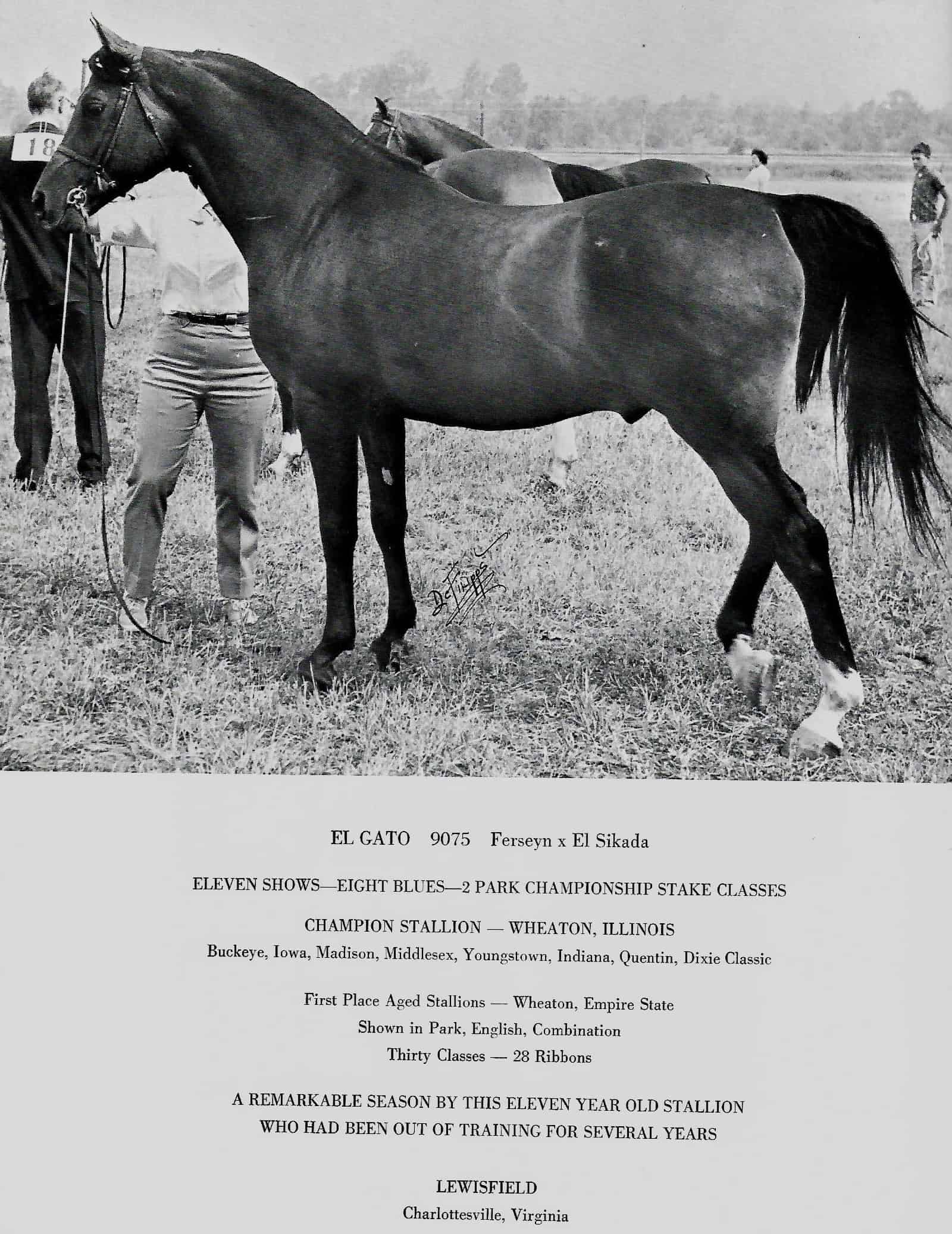 El Gato, 1960 while with Lewisfield Arabians