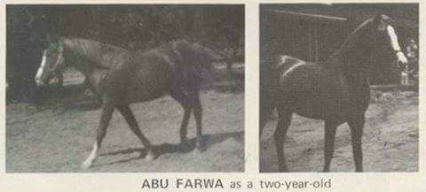 Abu Farwa as a two year old
